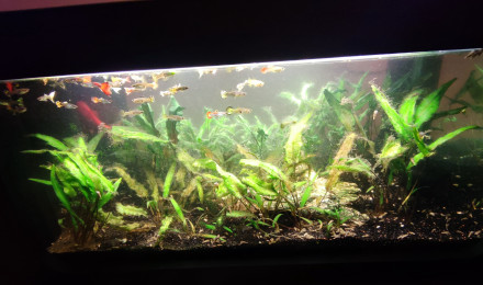aquarium Aquatable