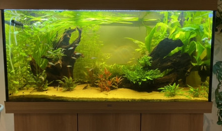 aquarium Amazonie 350