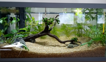 Plante Plantes d'aquarium flottantes : Ceratophyllum Demersum Foxtail pour aquarium  eau douce - 11.45€