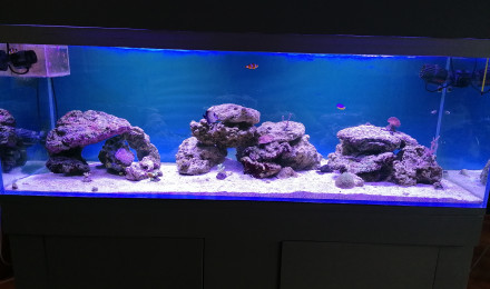 aquarium Nemo