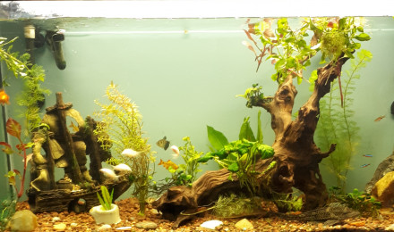 aquarium Angker
