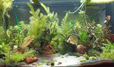aquarium 350L