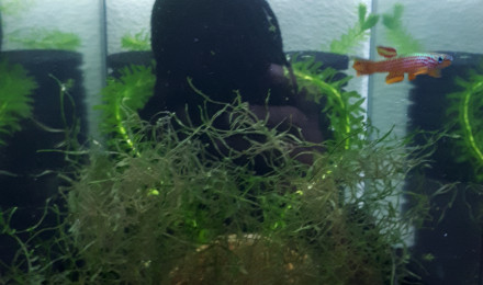 aquarium 131 Couple Reproducteur Aphyosemion striatum Ncolamvan GEMHS 00-33
