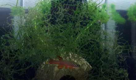 aquarium Killi26 132 Aphyosemion striatum Ncolamvan GEMHS 00-33