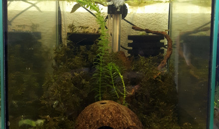 aquarium 133 Gammarus pulex