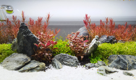 aquarium Betta - 23L