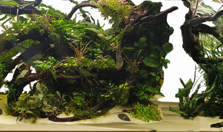 aquarium Shallow Garra