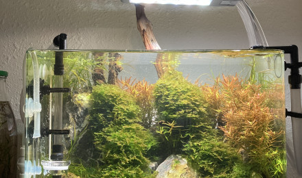 aquarium Nano red cherry