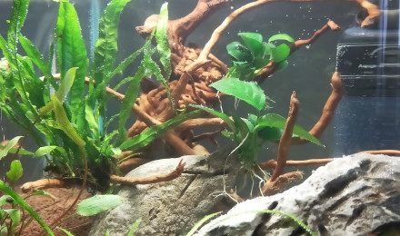 aquarium Petite nature