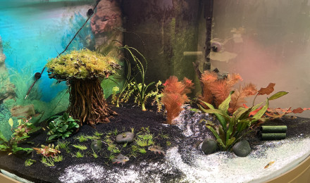 aquarium Trigon 350