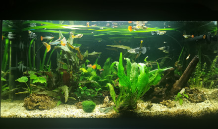 aquarium Pacific 54