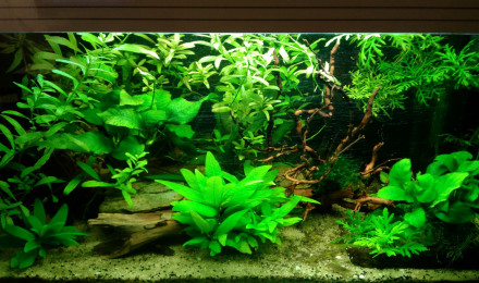 aquarium Comamasonien