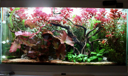 aquarium Hard Rock Communautaire