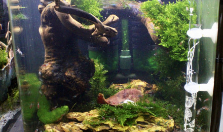 aquarium Crevettarium Mixte - Caridina Blue Aura et Neocaridina Red Rili