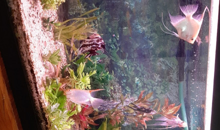 aquarium Biotope amazonien