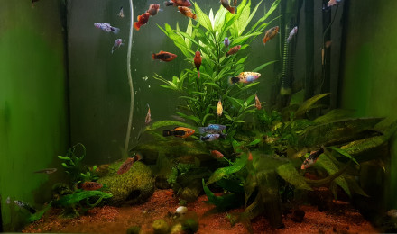 aquarium Los Platys