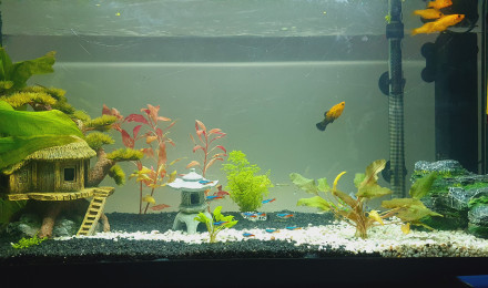 aquarium Petit coin de paradis