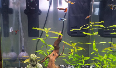 aquarium Nano
