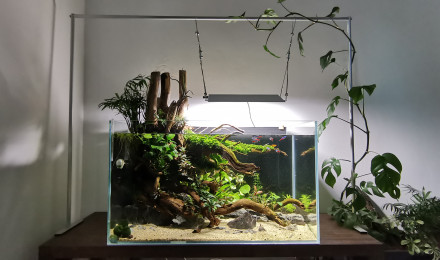 aquarium 80L