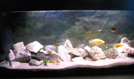 aquarium Malawi