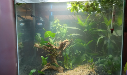 aquarium Le combattant et ses amis