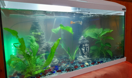 aquarium Mon 60L
