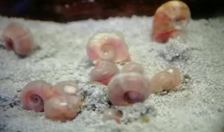 aquarium planorbes roses