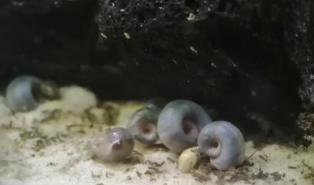 aquarium planorbes bleus