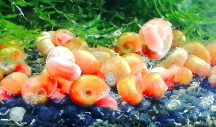 aquarium planorbes oranges fluo
