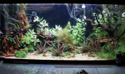 aquarium Tetraodons Nains