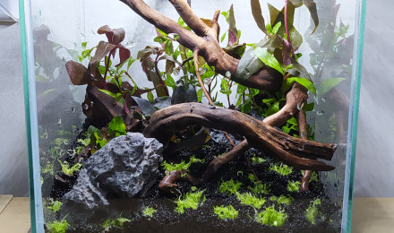 aquarium Wabi-kusa cube
