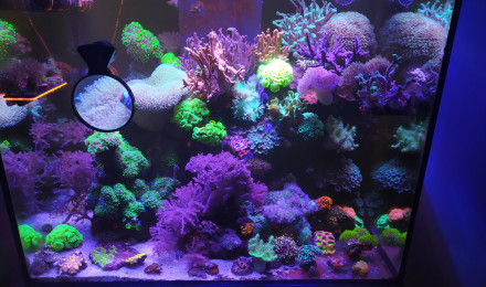 aquarium Bac mixte 330L récifale