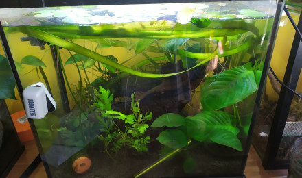 aquarium Aquarium provisoire