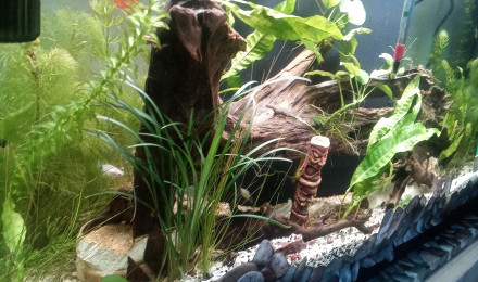 aquarium 100 litres de ma fille