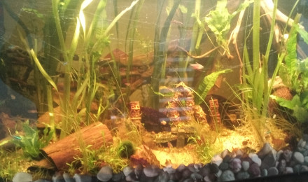 aquarium 215 litres amazonien