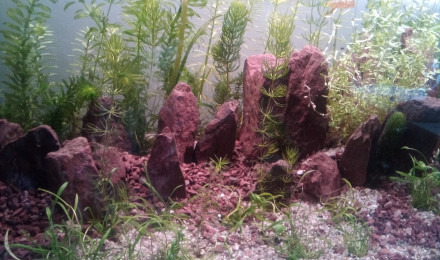 aquarium 120 litres amazonien