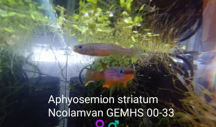 aquarium 131 Minimum 14 Alevins Aphyosemion striatum Ncolamvan GEMHS 00-33