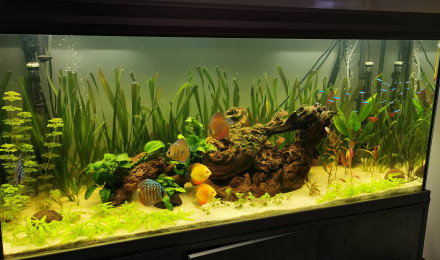 aquarium Aquarium 350l