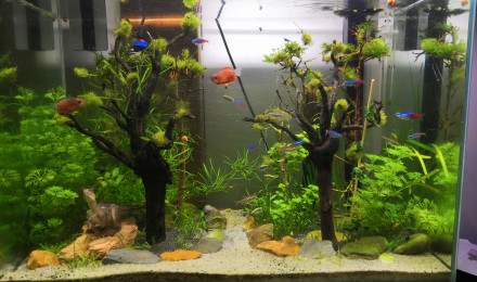 aquarium Fluval F 60 85Litres