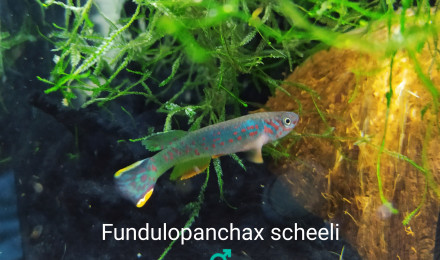 aquarium 121 Libre pour nouvelle espèce
