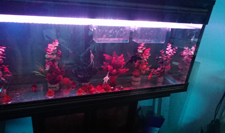 aquarium scalaris 200