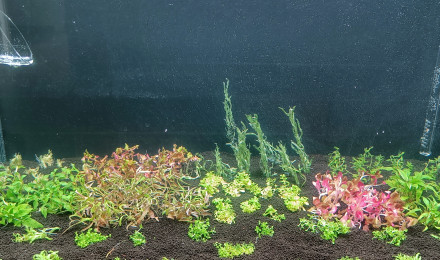 aquarium Dutch Style