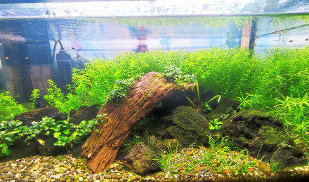 aquarium Nano 54 litres