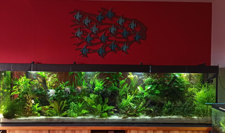 aquarium 1000L Scalaires