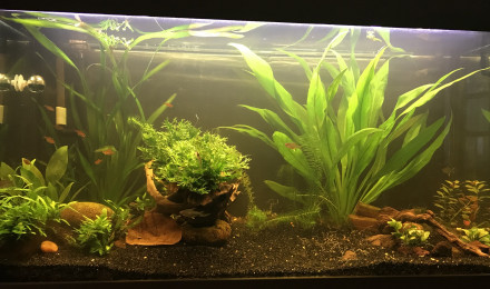 aquarium Maison