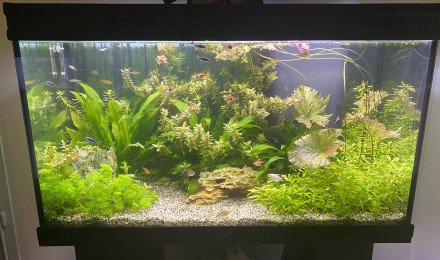 aquarium Biotope communautaire