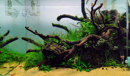 aquarium 55l