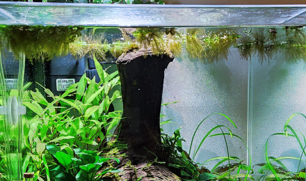 aquarium 33l