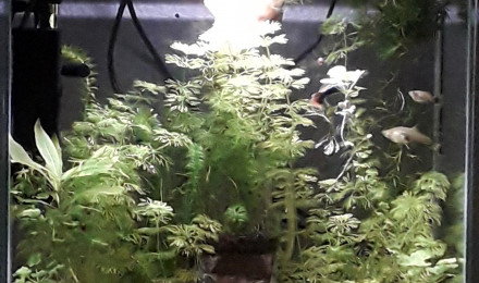aquarium Aquarium classe