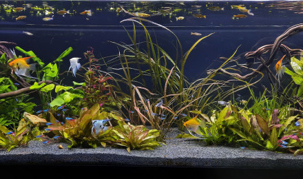 aquarium 660 l communautaire